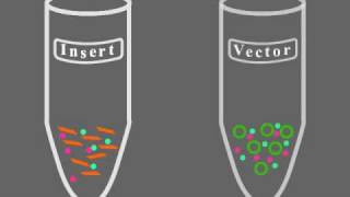 Key Steps of Molecular Cloning [upl. by Ion144]