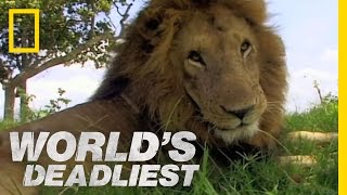 Lion vs Lion  Worlds Deadliest [upl. by Robaina]