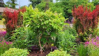 Pruning Orange Rocket Barberry Transplanting Salvia in Drought amp Chelsea Chop 🌸👍✂️ Suburban Oasis [upl. by Henrietta858]