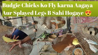 Budgie Chicks Ko Fly Karna Aagaya Aur Splayed Legs B Sahi Hogaye😍 [upl. by Ennaeel910]