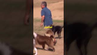 Stopping A Dog Fight dogwhisperer dog cesarmillan [upl. by Netsruk]