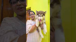 Siberian Husky in Low Price 😳 shorts dog siberianhusky [upl. by Atika]