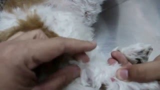 A 12yearold Shih Tzu has over 30 skin warts [upl. by Eedebez]