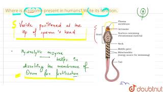 Where is acrosome present in humans Write its function [upl. by Trefor591]