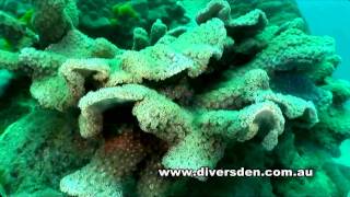 Diving the Great Barrier Reef  Liveaboard OceanQuest from Cairns [upl. by Roydd176]