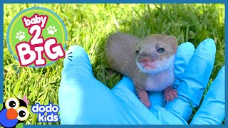 Tiniest Weasel Squeaks So Loud When He Sees Grass For The First Time  Dodo Kids  Baby 2 Big [upl. by Efal]