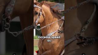 Barrel Racing Training Tips for Success [upl. by Haliehs3]