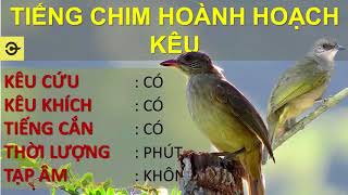 Tiếng hoành hoạch kêu CHUẨN nhử mồi đánh chim sập bẫy Hoành hoạch mồi chuẩn [upl. by Yeniar]