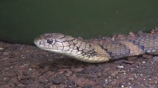 King Cobra and Other Venomous Snakes [upl. by Ahsiyn]