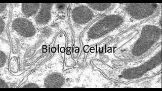 Organelos membranosos parte 2 [upl. by Neala]