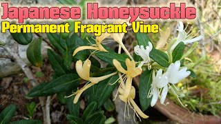 Japanese Honeysuckle a fragrant permanent flower vine Scented flower plant of India [upl. by Desmond514]