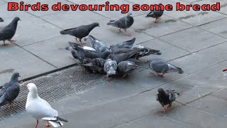 Pigeons feasting on a piece of bread but a seagull steals and flies away with it [upl. by Paine761]