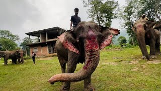 এয়াই কাজিৰঙা  চাৰিওফালে কেৱল হাতীয়েই হাতী  Elephants in Kaziranga National Park [upl. by Tilly]