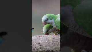 Photographing monk parakeet In the wild wildlifephotograph wildphotography wildlifephotoghraphy [upl. by Latsryc]