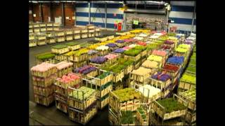 AALSMEER FLOWER MARKET Holland [upl. by Zed919]