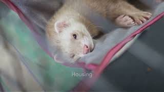 Ferret Care 101 Your Ultimate Guide [upl. by Sallie]