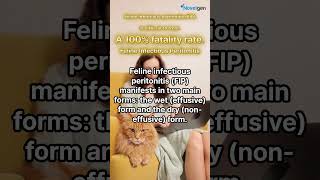 Feline Infectious Peritonitis FIP cat 고양이설사 뉴스 [upl. by Prunella533]