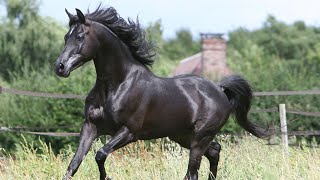 LES CARACTÉRISTIQUES DU CHEVAL AU GALOP  HIPPOLOGIE [upl. by Goulet]