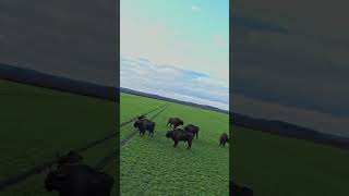 Bisons on polish field shorts short [upl. by Deerc]