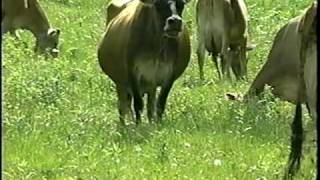 Managed Grazing  Part 1  Introduction to Managed Grazing [upl. by Blondy402]