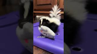 The skunk baby bullied by dogs animals love shorts [upl. by Lennod482]