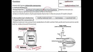 biochemistry vitamins B12 cobalamine فيتامين بايوكيميستري [upl. by Nnylak]