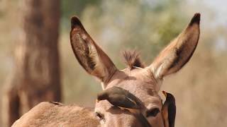 Yellowbilled Oxpecker 2018 [upl. by Levesque]