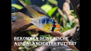 Ausführlich über Fütterung im Aquarium [upl. by Htomit]