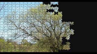 Salix Alba Tree Puzzle Time Lapse 500pcs [upl. by Avahc]