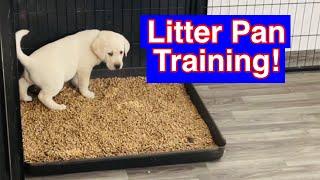 How To Train Puppies To Use A Litter Box [upl. by Nevanod739]