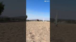 my bucking bronco 😭 fypシ゚viral subscribe ilovemyhorse [upl. by Malvino]