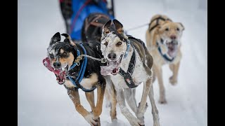 2024 Maniwaki International Dog Sled Race [upl. by Mischa]