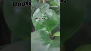 peperomia jardinagem audioviral plantas [upl. by Naes]