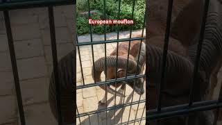 European mouflon animals shortviral shortvideo shortsfeed [upl. by Danny]