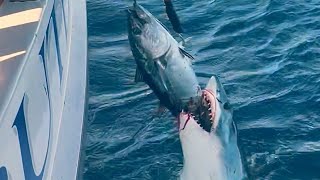 Ikan dimangsa hiu mancing tuna attack shark hiu fishing yellowfintuna fisherman nelayan [upl. by Yraek999]