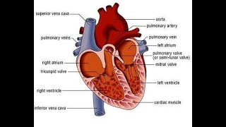 Heart and Cardiac ActivityGrade 9 [upl. by Byrom]