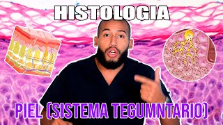 Histología  PIEL y Sistema TEGUMENTARIO Epidermis Dermis Keratinocitos Melanocitos [upl. by Ailemor]