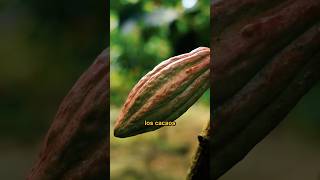 🔥 El Cacao Boliviano noticias alimentos curiosidades ultimo ultimominuto cacao [upl. by Ylrae551]