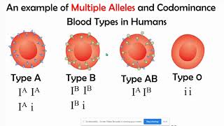 Incomplete vs Codominance Mupltiple Alleles amp Polygenic Inheritance [upl. by Aitselec]