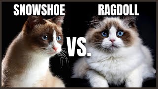 Snowshoe Cat VS Ragdoll Cat [upl. by Enamrahs]