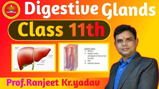 Digestive glands  in hindi  Human physiology Digestive system  By  ProfRanjeet Kr yadav [upl. by Otanod]