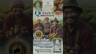 maxxiagri  recommended fungisida QUINZEB 80WP PANEN KENTANG HASIL MAXXIMAL shorts [upl. by Ecyor]