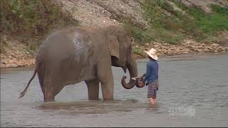 Elephant Nature Park [upl. by Felipe526]