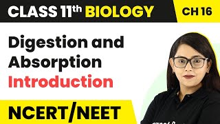 Digestion and Absorption  Introduction  Class 11 Biology [upl. by Tenej496]