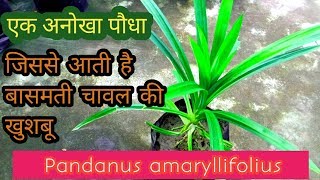 पौधा ऐसा जिससे आती है बासमती चावल की खुशबू।। Pandanus Amarylifolius ।। Pandan Plant [upl. by Angus]