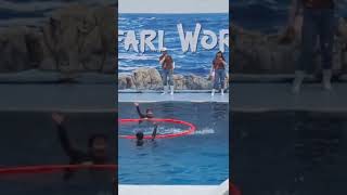 Dolphin show  Thailand travel  Bangkok thailand Amazing places shorts youtubeshorts shortvideo [upl. by Nosydam]