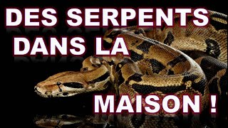 Des serpents dans la maison [upl. by Salamanca]