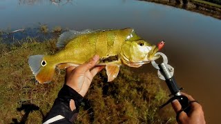 PESCANDO TUCUNARÉ DE BARRANCO COM ISCA ARTIFICIAL [upl. by Aissatsana510]