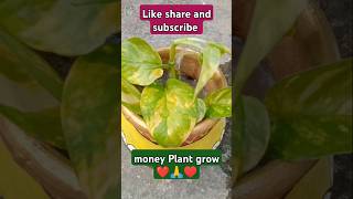 Money plant care terracegardning gardenplants garden terracegarde shortvideo new short videos [upl. by Elletse445]