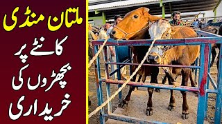 Multan Cow Mandi Latest Updates ❤️‍🔥🔥Katto Mal Rates Latest Update 💥  Universal Topics [upl. by Erdne]